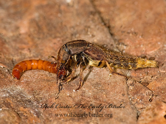 Platydracus maculosus 8015455z