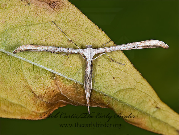 Emmelina monodactyla MORNING-GLORY PLUME MOTH 6016782z