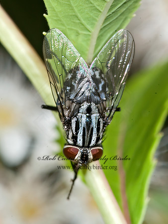 Graphomya  MUSCID FLY 8034899z