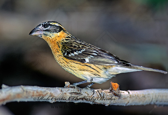 Pheucticus melanocephalus  BLACK HEADED GROSBEAK 127518z