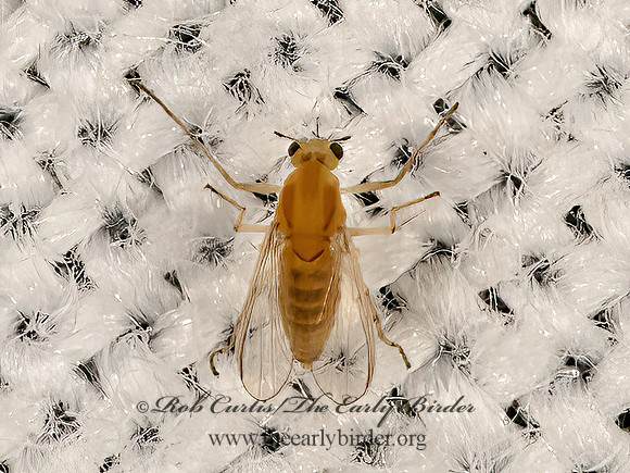 Chironomidae  MIDGE 3041828z