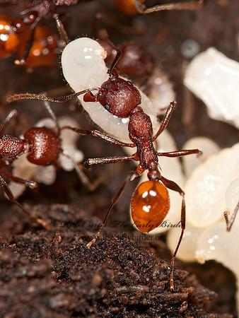 Aphaenogaster tennesseensis  SPINE-WAISTED ANT 3015611z