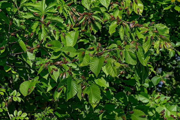 Magicicada cassinii CASSINI'S PERIODICAL CICADA 9088139 z