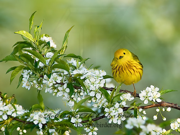 Setophaga petechia  YELLOW WARBLER 8003350z