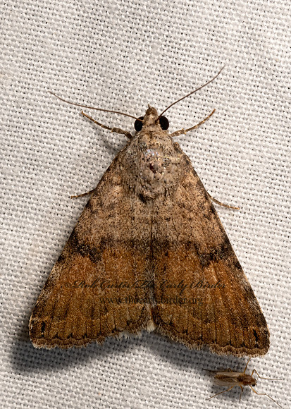 Bulia  MELIPOTINI OWLET MOTH 3033248z