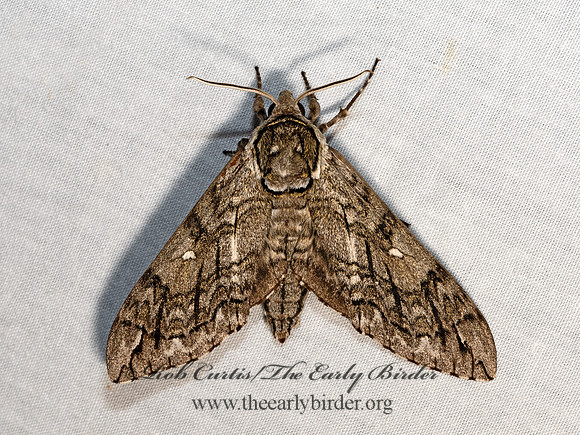 Ceratomia undulosa  WAVED SPHINX 3028481z