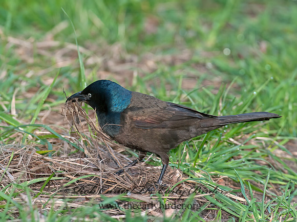 Quiscalus quiscula  COMMON GRACKLE 8033988z