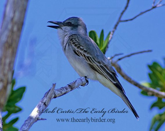 Tyrannus dominicensis  GRAY KINGBIRD 250205z