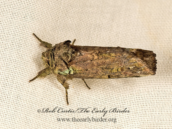 Schizura unicornis  UNICORN CATERPILLAR MOTH 9048569z