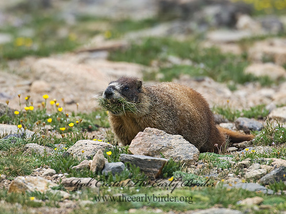 Marmota flaviventris  YELLOW-BELLIED MARMOT 7010548z