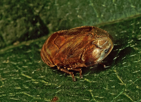 Clastoptera obtusa  ALDER SPITTLEBUG  114530z
