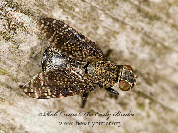 Platystoma seminationis  SIGNAL FLY 8014994z