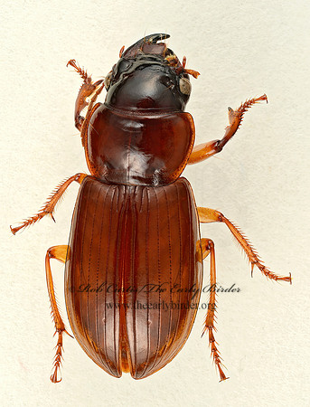 Polpochila capitata  HARPALINI GROUND BEETLE 9018197 z
