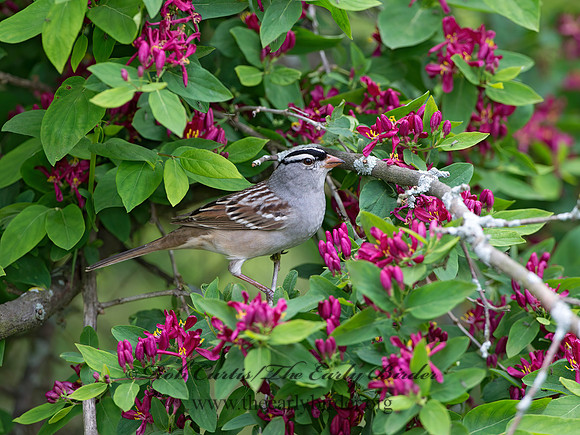 Zonotrichia leucophrys  WHITE-CROWNED SPARROW 9045423z