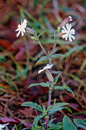 Silene noctiflora -NIGHT-FLOWERING CATCHFLY 245936z