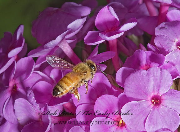 Apis mellifera  WESTERN HONEYBEE 5012167z