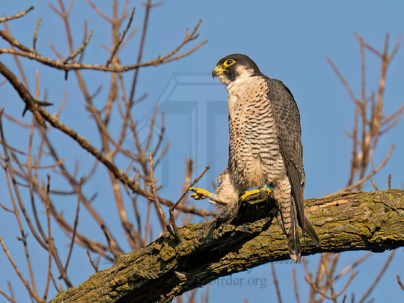 Falco peregrinus PEREGRINE FALCON 9090864z