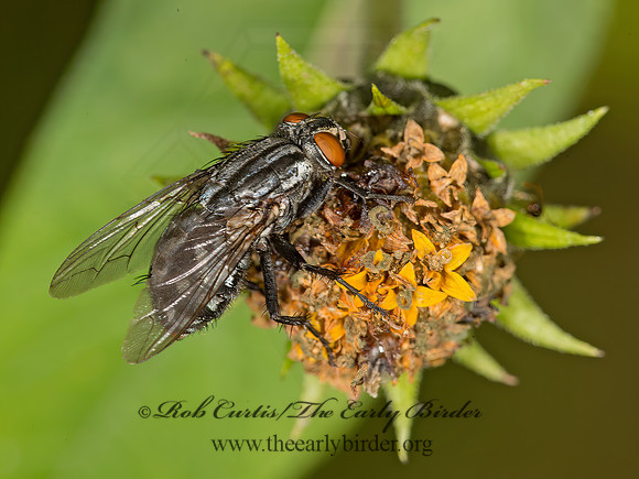 Sarcophagidae  FLESH FLY 9025386z