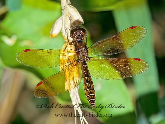 Perithemis tenera EASTERN AMBERWING 175013 Fz