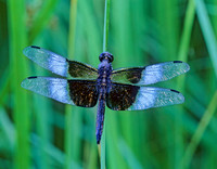 Odonata