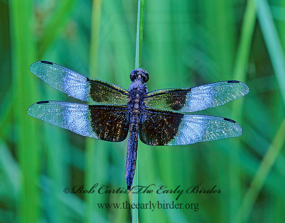 Libellula luctuosa WIDOW SKIMMER 268119z