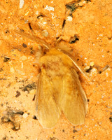 Megalopyge opercularis  SOUTHERN FLANNEL MOTH 200534z