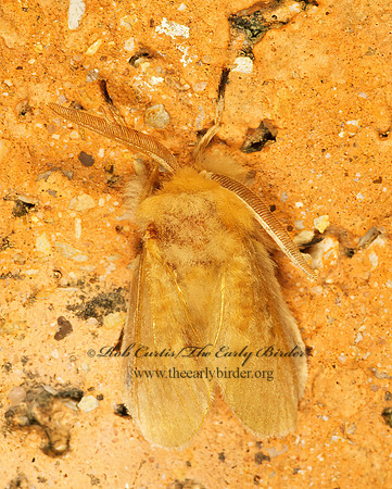 Megalopyge opercularis  SOUTHERN FLANNEL MOTH 200534z