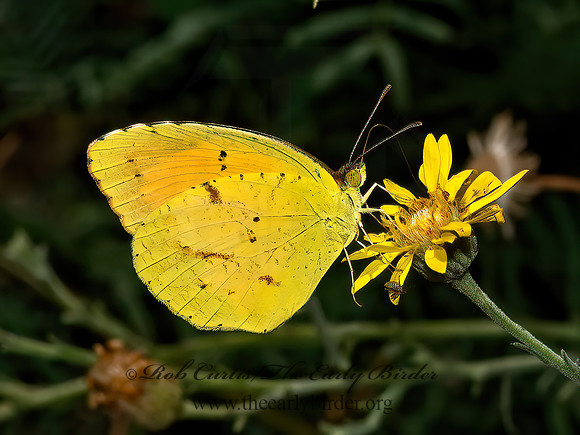 Eurema nicippe  SLEEPY ORANGE 3038800z