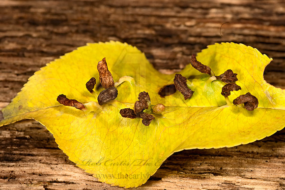 Eriophyes cerasicrumena  BLACK CHERRY LEAF GALL MITE 9023876z