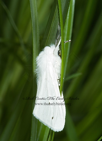 Hyphantria cunea FALL WEBWORM MOTH 5012781z