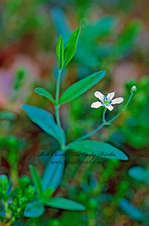 Arenaria lateriflora  BLUNT-LEAVED SANDWORT 241127z