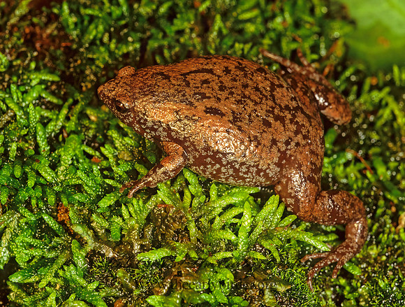 Gastrophryne carolinensis  EASTERN NARROW-MOUTHED TOAD 173805 z