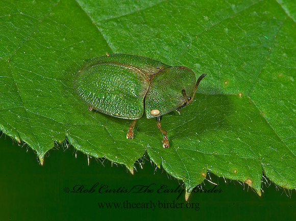 Cassida rubiginosa  THISTLE TORTOISE  BEETLE 4003327z