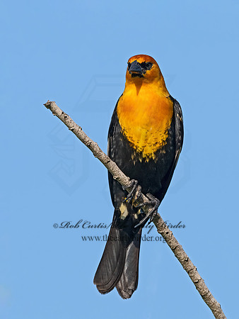 Xanthocephalus xanthocephalus  YELLOW-HEADED BLACKBIRD 3030686z
