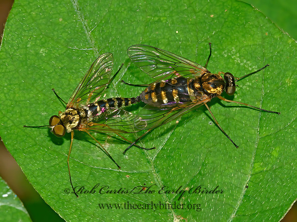 Chrysopilus ornatus  SNIPE FLY 3021198z