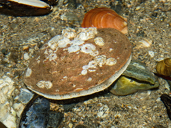 Placopecten magellanicus  ATLANTIC DEEP-SEA SCALLOP 9031466z