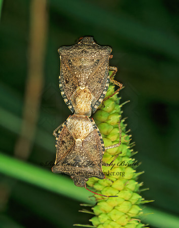 Euschistus  BROWN STINKBUG 207830z