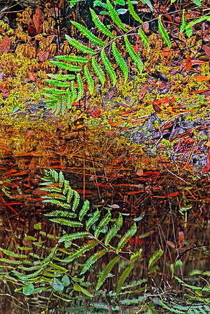 Christella dentata  DOWNY MAIDEN FERN 276927z