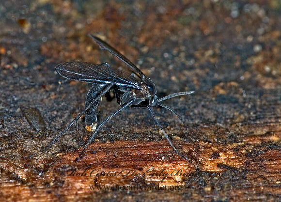 Symmerus  FUNGUS GNAT 6007714,1