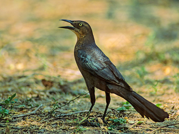 Quiscalus mexicanus  GREAT-TAILED GRACKLE 51732z