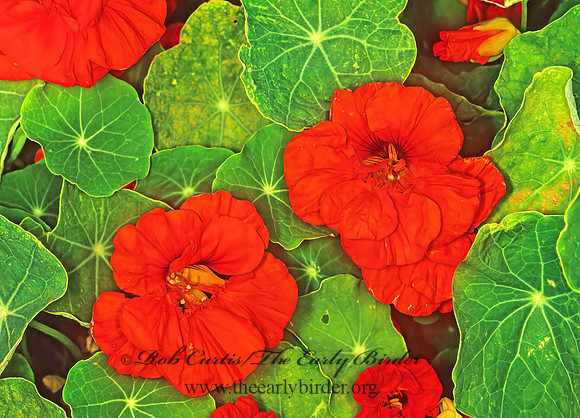 Tropaeolum  NASTURIUM 123001z