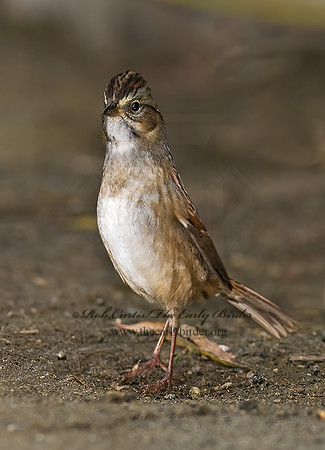Melospiza georgiana  SWAMP SPARROW 7013206z