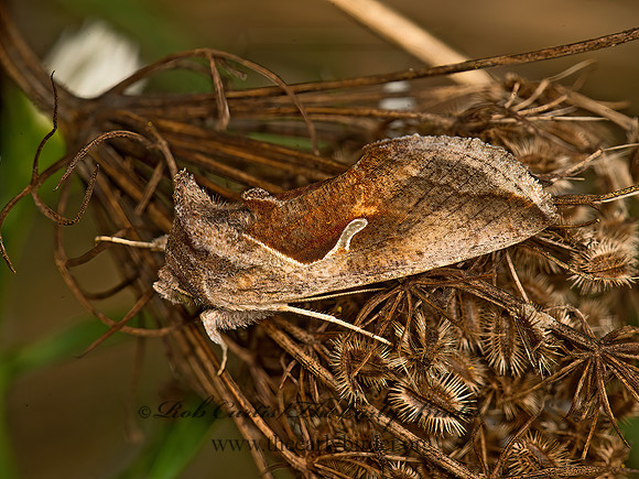 Anagrapha falcifera  CELERY LOOPER MOTH 9041768z