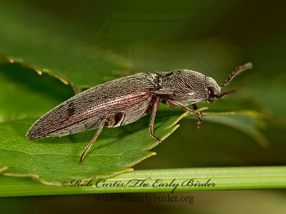 Melanotus americanus~ 9024008z