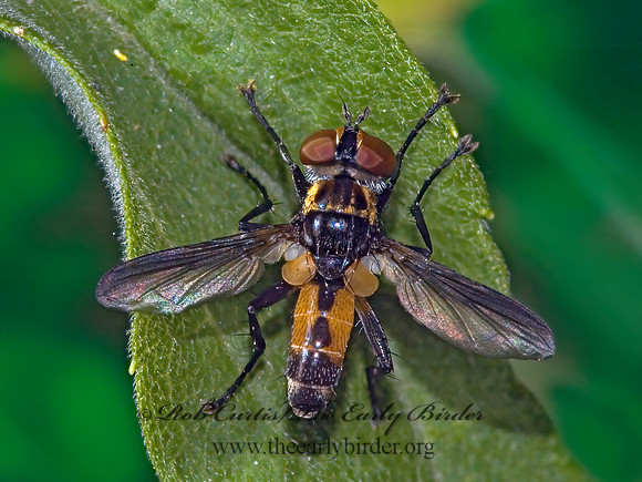 Xanthomelanodes  GYMNOSOMATINI TACHINID FLY 5014879z