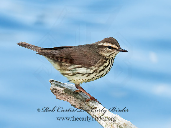 Parkesia noveboracensis  NORTHERN WATERTHRUSH 3007430z