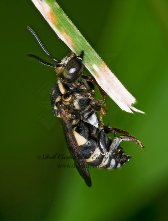 Triepeolus lunatus  CUCKOO BEE 6009014z