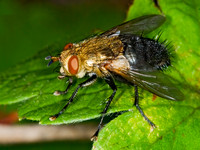 Archytas analis complex TACHINID FLY 6013253z