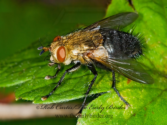 Archytas analis complex  TACHINID FLY 6013253z