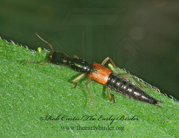 Homaeotarsus sellatus 6014257z